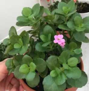 什么季节给长寿花打顶开花?