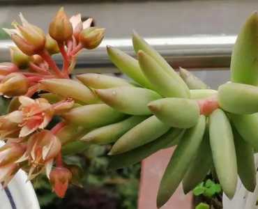 多肉什么季节最多开花?