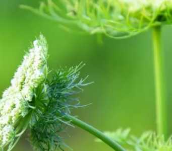 胡萝卜是什么季节开花的？