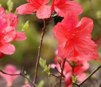 映山红主要是什么季节开花？
