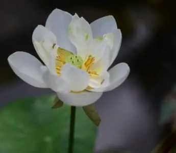 晚莲是什么季节开花的？
