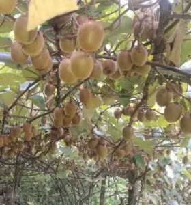 猕猴桃树是什么季节开花？