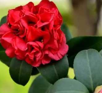 山茶什么时候开花哪个季节？