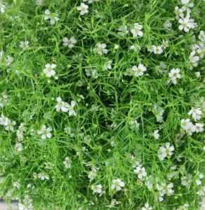 满天星花卉什么季节开花？