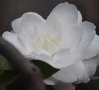白山茶在什么季节开花呢？