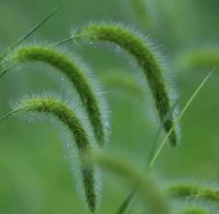 狗尾巴草开花是什么季节？