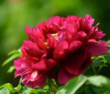 牡丹石榴花什么季节开花？