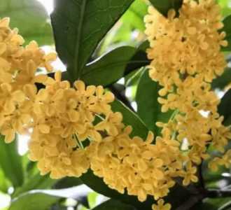 月桂是什么季节开花的花？