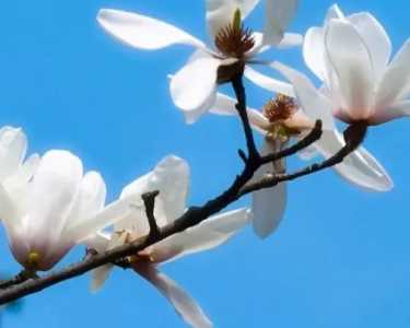 玉兰花什么季节开花苞？