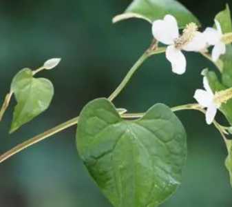 鱼腥草是什么季节开花？