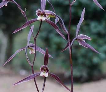 细叶寒兰什么季节开花？