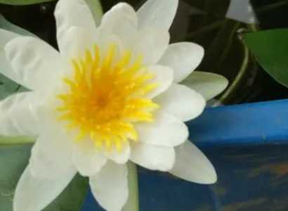 藕是在什么季节开花的？