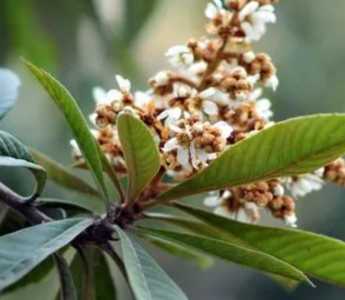 枇杷一般在什么季节开花?