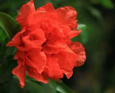 石榴花什么季节开花盆栽？