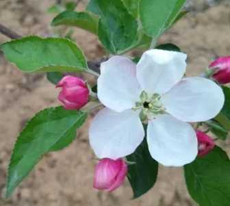苹果树在重庆什么季节开花？