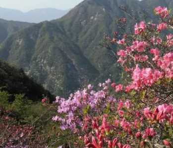 五彩杜鹃什么季节开花最好？
