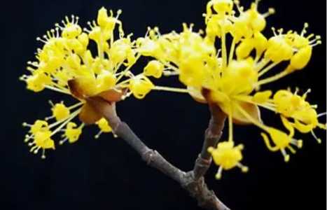 茱萸什么季节开花