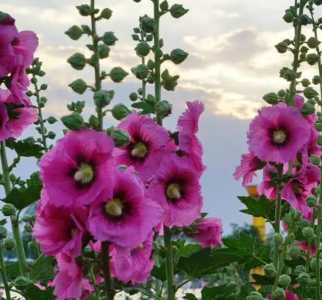 蜀葵什么季节播种什么季节开花