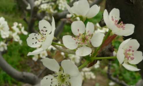 什么季节梨树开花