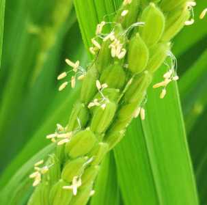 水稻什么季节开花