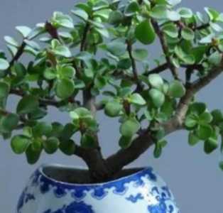 金枝玉叶是什么季节开花?