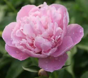 郁金香芍药是什么季节开花的？
