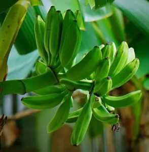 芭蕉在什么季节开花结果?