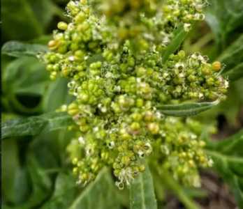 菠菜开花什么季节