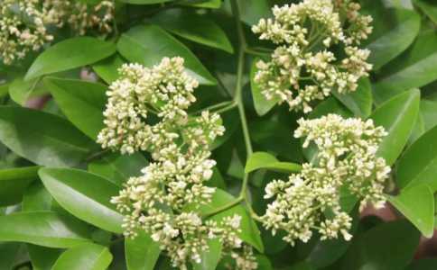 檀香什么季节开花