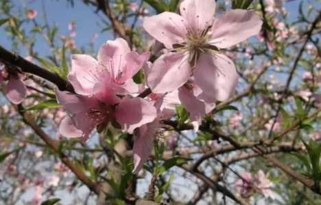 蜜桃什么季节开花