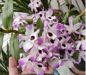 石斛开花什么季节