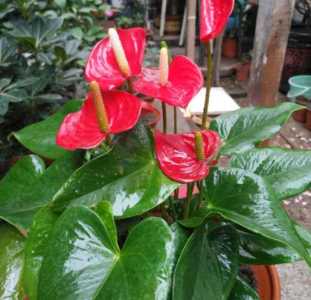 花烛什么季节开花