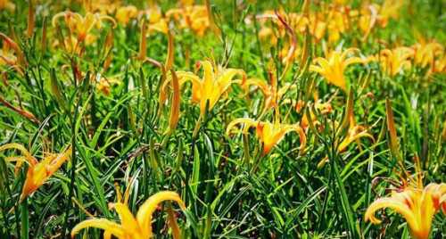金针什么季节开花
