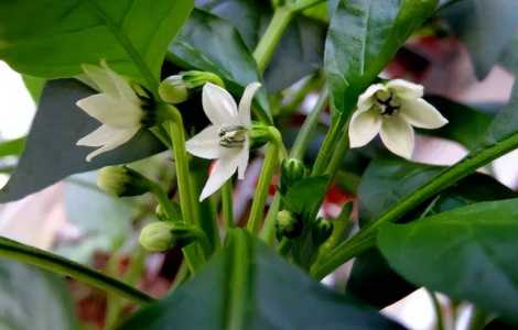 什么季节辣椒开花