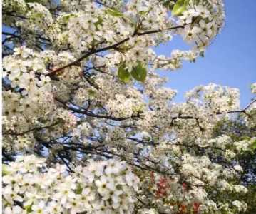 杜梨什么季节开花