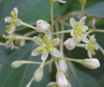 肉桂什么季节开花