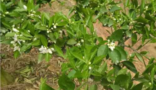 脐橙什么季节开花