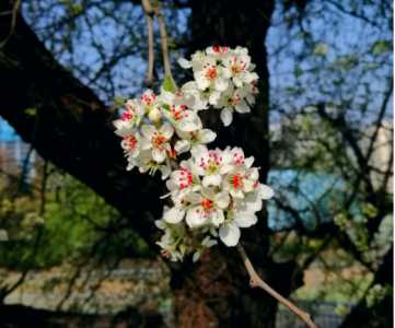 棠梨什么季节开花