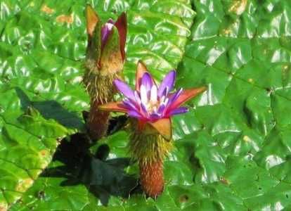 芡实什么季节开花