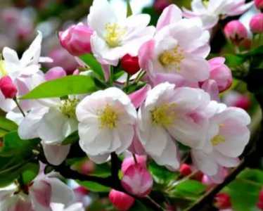 贴梗海棠花什么季节开花？