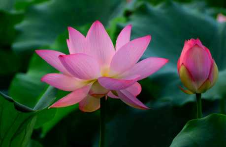 菡萏什么季节开花
