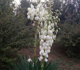 剑麻什么季节开花