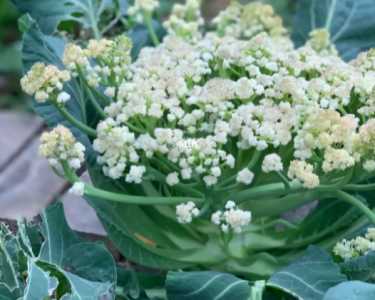 花菜什么季节开花