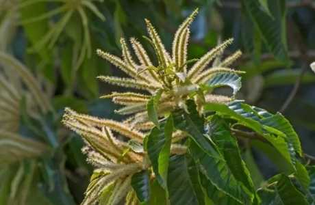 板栗什么季节开花