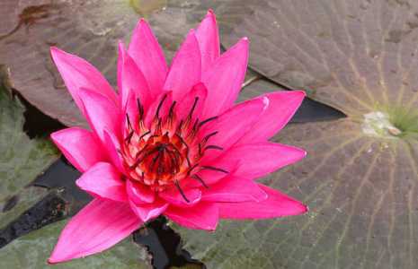 红莲什么季节开花