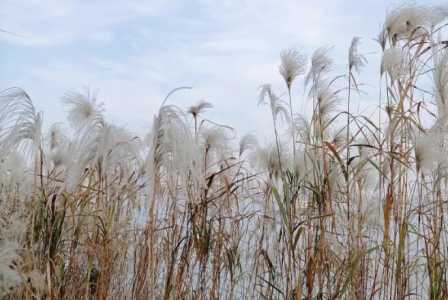 荻花什么季节开花