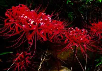 彼岸花什么季节开花