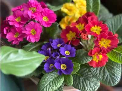 报春什么季节开花