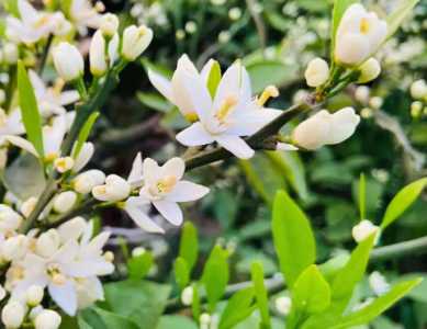 橘子开花什么季节