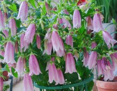 风铃什么季节开花